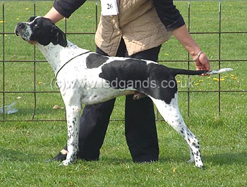 3rd Mid-Limit Dog